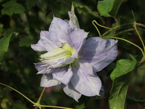 Clematis 'Mazury' - Clematis 'Mazury' - Baumschule Horstmann