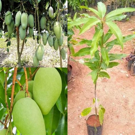 Cloud Farm Live Dasheridashehari Mango Grafted Fruit Plant Healthy