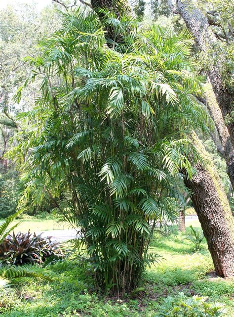 Bamboo Palm Tree