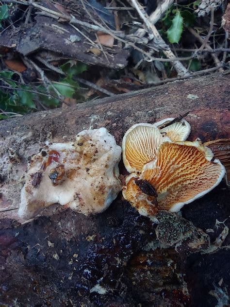 Oyster Rollrim From Alfafara Alacant Espanya On December