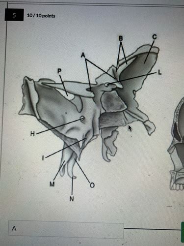 Sphenoid Bone Flashcards Quizlet