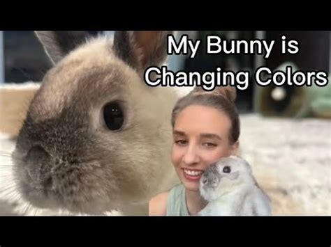 My Bunny Looks Different Rabbit Molting Season YouTube