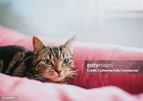 Tabby Cat Eyes Photos and Premium High Res Pictures - Getty Images