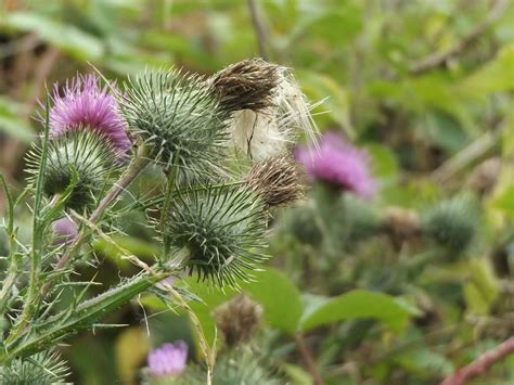 Thistle Plant Purple - Free photo on Pixabay - Pixabay