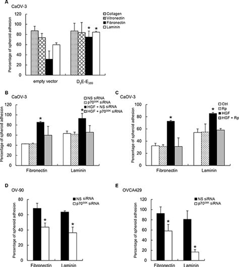 p70 S6 kinase drives ovarian cancer metastasis through multicellular ... 