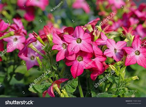 Red Flowering Ornamental Tobacco Plant Nicotiana Stock Photo 1750812803 | Shutterstock