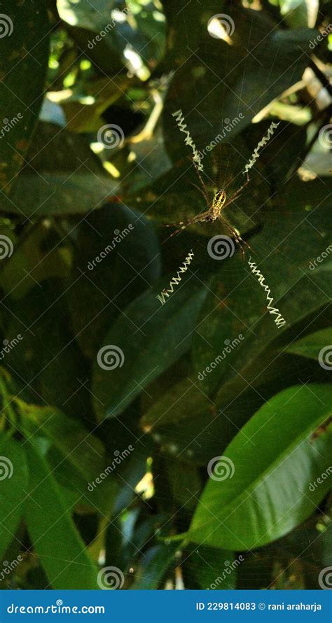 The Spider And Its Web On The Guava Tree Stock Image Image Of Insect