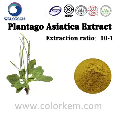 High Quality Centella Asiatica Extract Manufacturer And Supplier