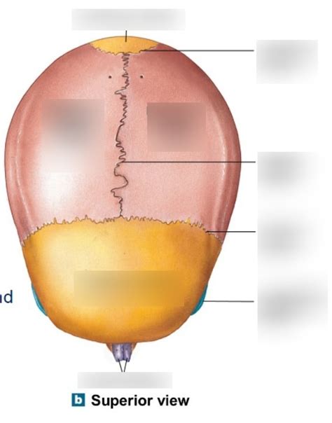 Adult Skull Superior View Diagram Quizlet