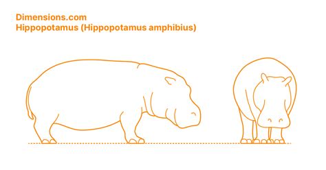 Hippopotamus Hippopotamus Amphibius Dimensions And Drawings