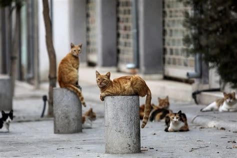 Feeding Stray Cats The Issue Is A Mess Cyprus Mail