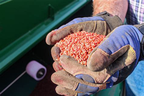 All About Seed Treatments Eat Wheat