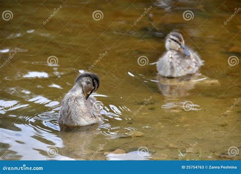 Ducklings swim stock image. Image of water, pond, swim - 25754763