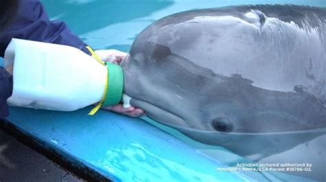 Baby beluga whale Tyonek makes 4,000 mile journey to safety - Pet ...