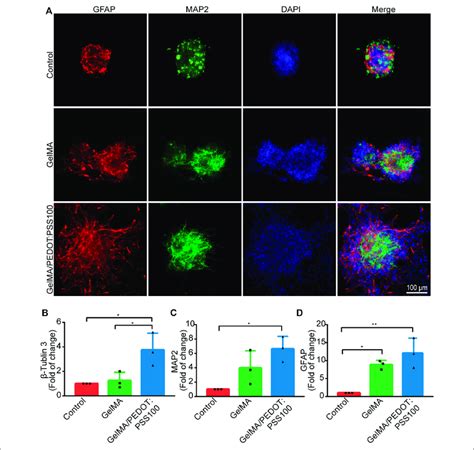 In Vitro Immunostaining Of Nscs And Gene Expression Level Of Nscs Download Scientific