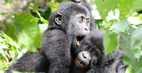 Gorilla Trekking In Mgahinga National Park From Jinja Bwindi Gorilla Park