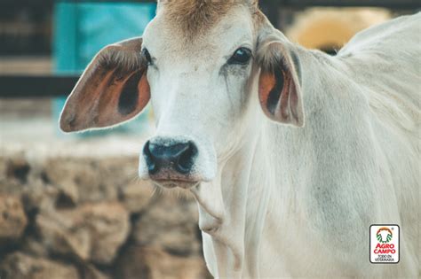 Raza Bovina Brahman Caracter Sticas Y Cualidades