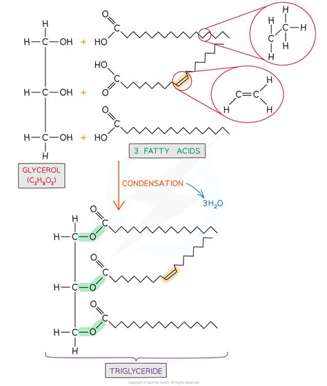 Cie A Level Biology复习笔记227 Triglycerides 翰林国际教育