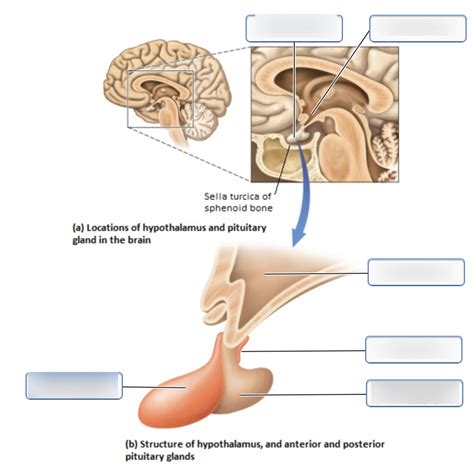 Structure Of The Hypothalamus And The Pituitary Gland Diagram Quizlet