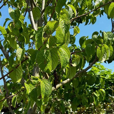 Eucommia Ulmoides Hardy Rubber Tree From Pleasant Run Nursery