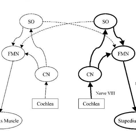 Auditory Reflex Pathway