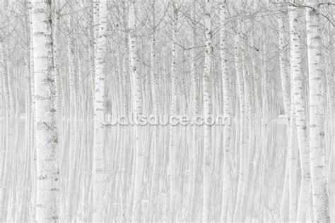 Birch Tree Wallpaper Wall Murals Wallsauce UK