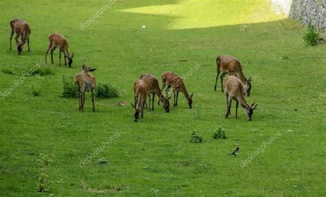 Manada De Ciervos Rojos Cervus Elaphus Tambi N Llamados Ciervos