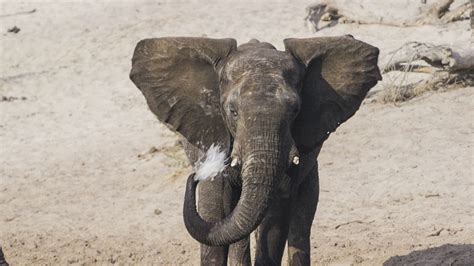 The African Elephant Which Is Proudly On Display And Embodid In The Kalahari Resorts And