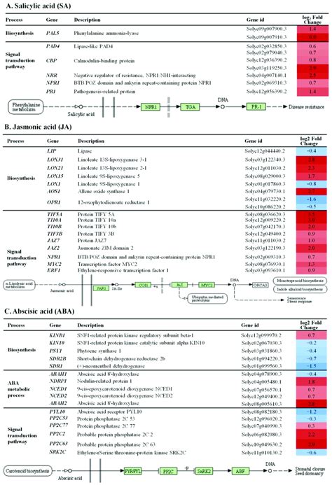 Differentially expressed genes (DEGs) in tomato leaves under Planticine ... 