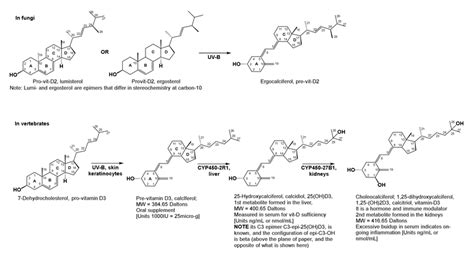 Structures Of Vitamins D And D Metabolism Of Vitamin D In