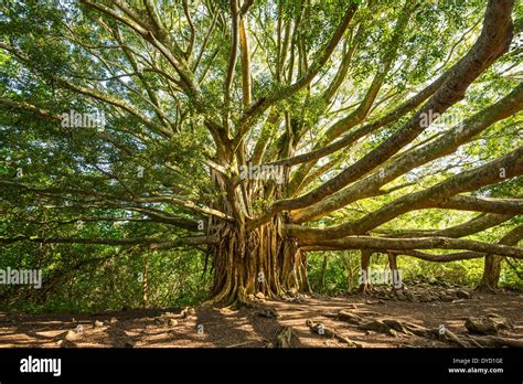 Hawaii maui forest bark hi-res stock photography and images - Alamy