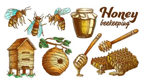 Beekeeper Honey Vector Hd Images Collection Honey Beekeeping Apiary Set Vector Drawn Print