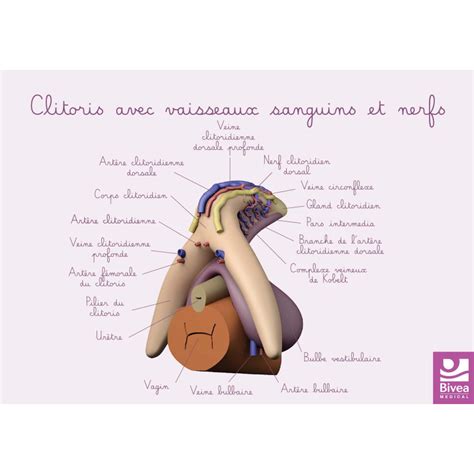 Carte schéma du clitoris avec vaisseaux sanguins et nerfs Bivea