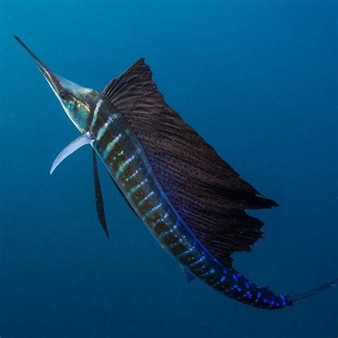 Sailfish