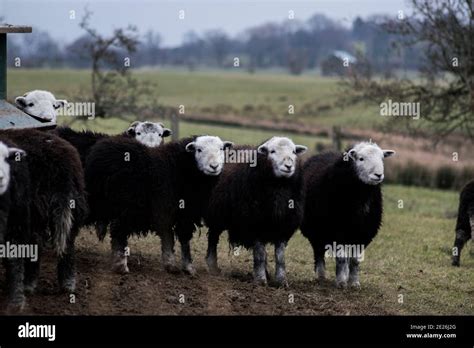 Herdwick Sheep In The Lake District Stock Photo Alamy