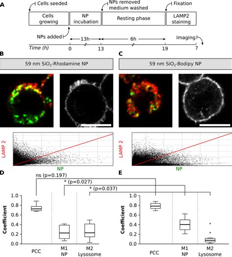 Colocalization Between Np With Different Fluorophores And Lysosomes A