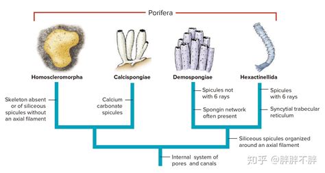 生物学笔记 多孔动物门 知乎
