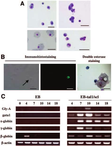 Production Of Multilineage Hematopoietic Cells By Tal Scl Gene