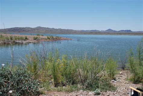 What S The Fishing Report For Alamo Lake Trickyfish