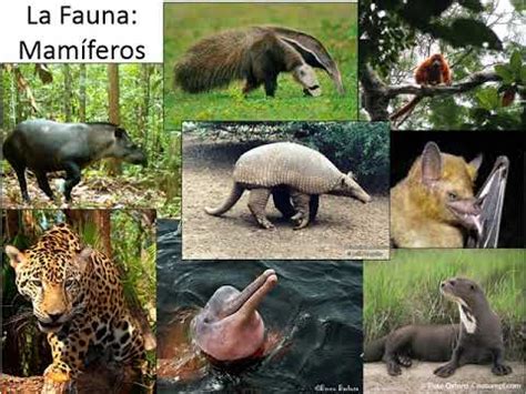 La Fauna de la Región Guayana YouTube