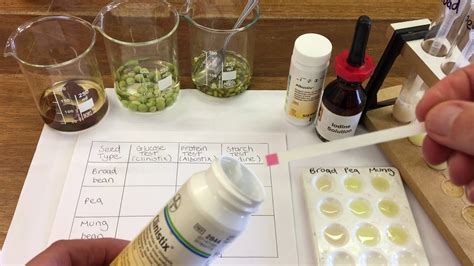 Testing Seeds For Protein Glucose And Starch Youtube