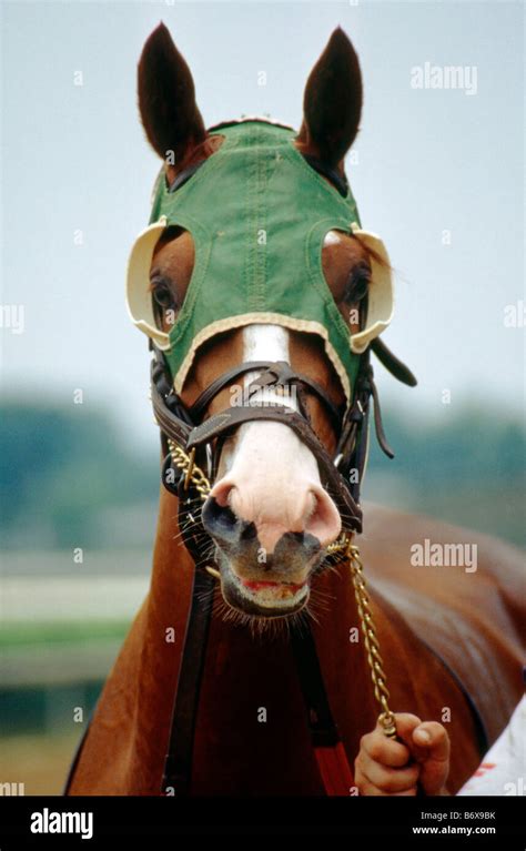 Horse blinders hi-res stock photography and images - Alamy