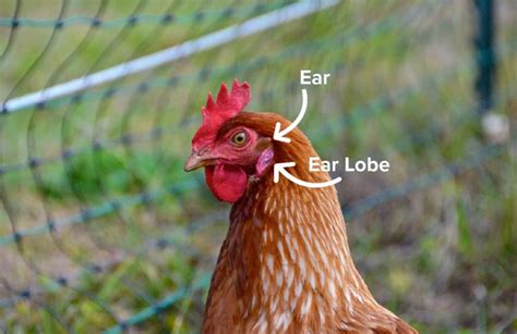 Hen Anatomy; Did You Know Hens Have Ears? | British Hen Welfare Trust