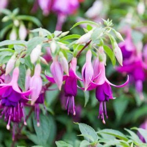 Fuchsia: How to Grow and Care with Success