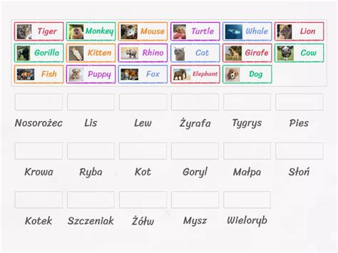 Zwierzeta Po Angielsku Match Up