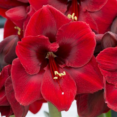 Stunning Amaryllis Varieties To Plant Right Now Artofit