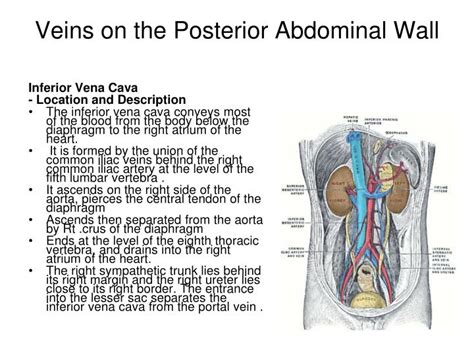 Ppt Posterior Abdominal Wall Powerpoint Presentation Id3768094