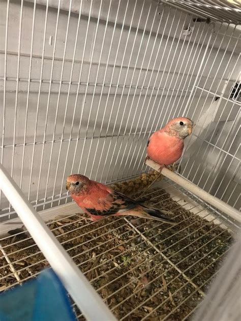 Rosa Bourke Parakeets To Go Together Online Bird Auctions