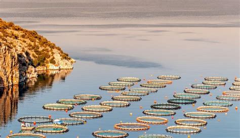 Qué es la Acuicultura Cultivando el medio ambiente