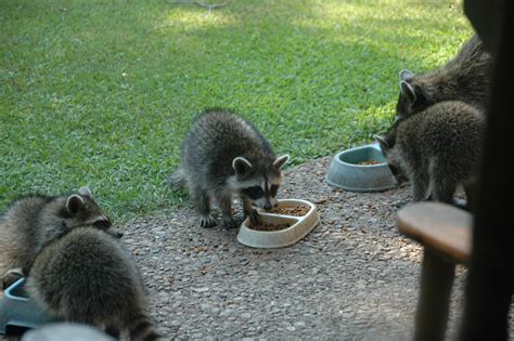 Cats, Coffee, and Chocolate...: Coons and cats and kittens, oh my...